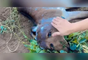 O animal impressionou por nascer com duas cabeças. Apesar de chamar atenção, ele não sobreviveu por muito tempo.