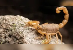 É preciso ter alguns cuidados específicos com as plantas que atraem escorpião