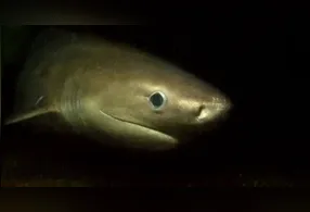 Pesquisadores acreditam que a região de Puget Sound pode funcionar como uma espécie de berçário natural para os tubarões.