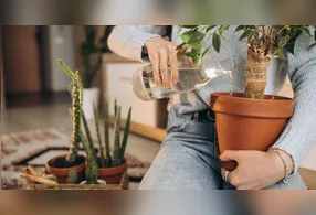 Plantas resistentes são ideais para quem busca praticidade e mais verde dentro de casa