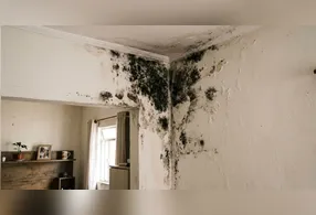 Além de comprometer a aparência dos ambientes e causar odores desagradáveis, o mofo pode provocar crises alérgicas e agravar doenças respiratórias.