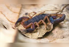Saiba quais plantas favorecem escorpiões e como evitar a presença deles no seu jardim com dicas de manutenção e cuidados.
