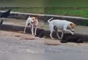 O cachorro afastou urubus que se aproximavam da carcaça do amigo sem vida.