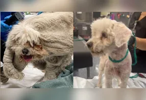 A publicação com o caso de Pablo acumulou milhares de visualizações e centenas de comentários de pessoas emocionadas com o antes e o depois do cãozinho.