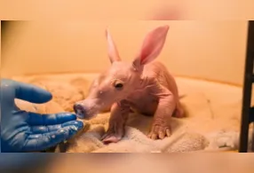 O animal nasceu em um zoológico do Reino Unido e representa um registro raríssimo para a instituição.