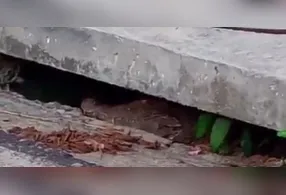 Jacaré surpreende moradores em bueiro de Belém (
