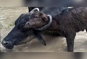 Filhote ficou perigosamente preso no chifre de um búfalo adulto e precisou de ajuda humana para ser salvo.