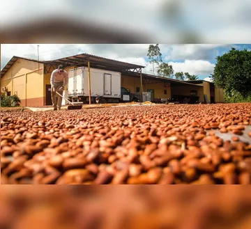 Imagem ilustrativa da imagem Bioeconomia movimenta R$ 13,5 bilhões por ano no Pará