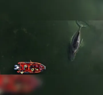 Imagem ilustrativa da imagem Baleia resgatada após encalhe na Alemanha é encontrada morta