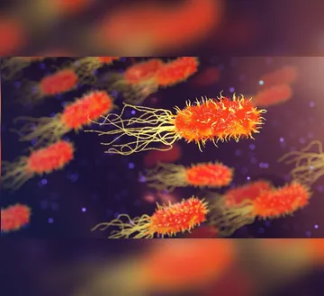 Imagem ilustrativa da imagem Estudo alerta para transmissão de superbactéria entre pets e tutores