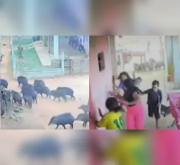 Imagem ilustrativa da imagem Vídeo: dezenas de porcos-do-mato invadem quintal e assustam família no Pará