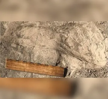 Imagem ilustrativa da imagem Pegadas de 1,4 milhão de anos revelam tamanho de ancestral humano