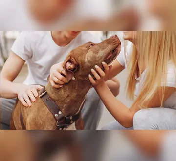 Imagem ilustrativa da imagem Guarda compartilhada de pets: entenda o que muda com a nova lei