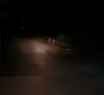 Imagem ilustrativa da imagem Visagem em Belém? Suposta aparição assusta motociclistas na Ceasa