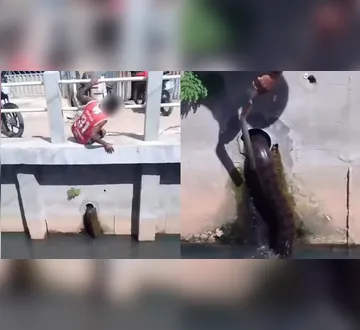 Imagem ilustrativa da imagem VÍDEO: cobra aparece em canal e assusta moradores em Belém