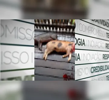 Imagem ilustrativa da imagem Porcos são mortos após ataque de onça em município do Marajó