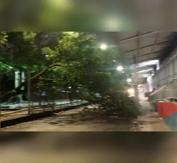 Imagem ilustrativa da imagem Árvore cai próximo a estação do BRT, em São Brás, e deixa vias interditadas