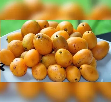 Imagem ilustrativa da imagem Ingredientes amazônicos ganham espaço na indústria nacional