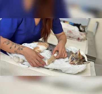 Imagem ilustrativa da imagem Quer castrar seu gato de graça em Belém? Saiba como participar