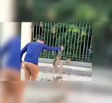 Imagem ilustrativa da imagem Vídeo de pessoas alimentando macacos no Bosque acende alerta em Belém