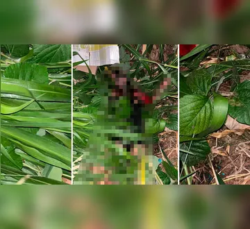 Imagem ilustrativa da imagem Mulher trans é morta na zona rural de cidade paraense