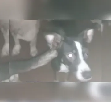 Imagem ilustrativa da imagem Vídeo: comunidade denuncia casa com 40 cachorros em situação precária