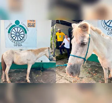Imagem ilustrativa da imagem Cavalo abandonado é resgatado na Cremação e deverá ir para adoção