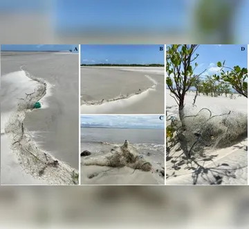 Imagem ilustrativa da imagem Pesquisa revela organismos vivos em resíduos de pesca em Algodoal