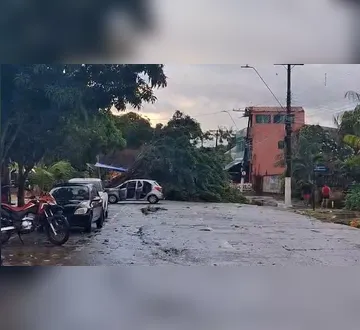 Imagem ilustrativa da imagem Chuva forte derruba árvore e causa apagão em Mosqueiro