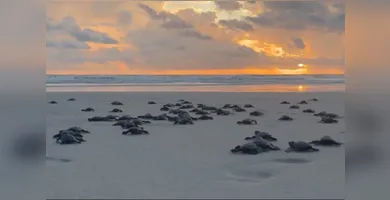 Imagem ilustrativa da imagem Mais de 100 filhotes de tartarugas marinhas são soltos em Salinópolis