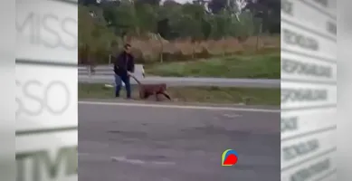 Imagem ilustrativa da imagem Onça-parda é puxada pelo rabo em rodovia de São Paulo