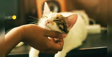 Imagem ilustrativa da imagem Estudo revela como cães e gatos afetam o estresse dos donos
