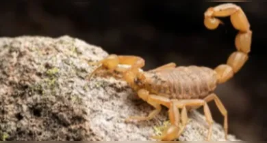 É preciso ter alguns cuidados específicos com as plantas que atraem escorpião