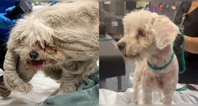A publicação com o caso de Pablo acumulou milhares de visualizações e centenas de comentários de pessoas emocionadas com o antes e o depois do cãozinho.