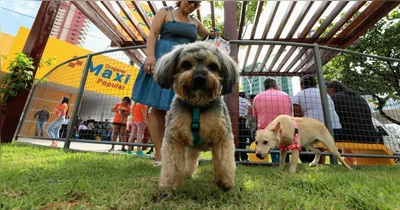O objetivo do evento é garantir acesso de tutores a cuidados veterinários e informação sobre guarda responsável.