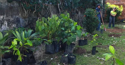 A novidade transforma o plantio de árvores em um serviço público acessível para Belém.