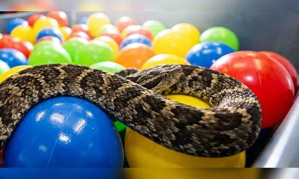 Imagem ilustrativa da imagem Jararaca em piscina de bolinhas reacende alerta; como agir e buscar ajuda