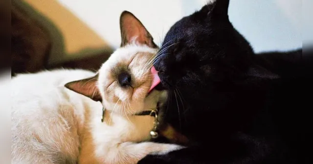 Imagem ilustrativa da notícia Estudo revela motivo surpreendente para gatos se lamberem