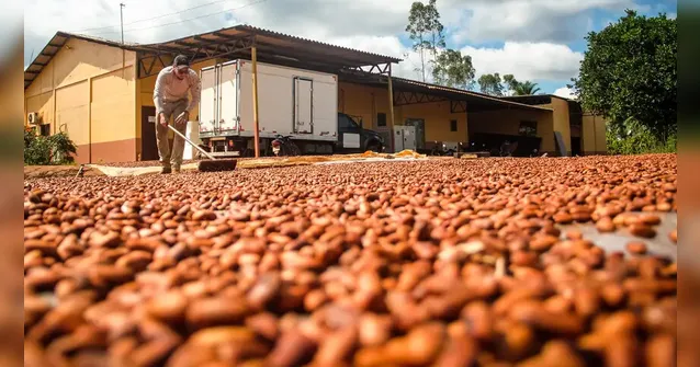 Imagem ilustrativa da notícia Bioeconomia movimenta R$ 13,5 bilhões por ano no Pará