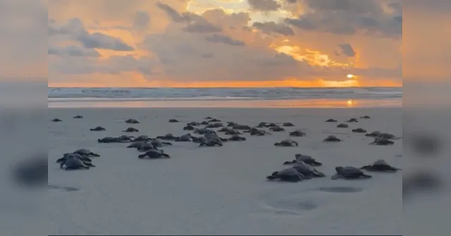 Imagem ilustrativa da notícia Mais de 100 filhotes de tartarugas marinhas são soltos em Salinópolis