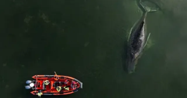 Imagem ilustrativa da notícia Baleia resgatada após encalhe na Alemanha é encontrada morta