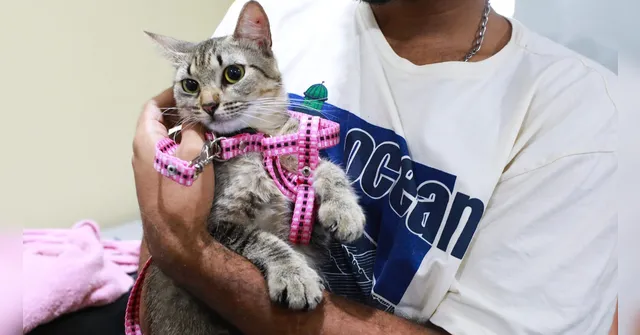 Imagem ilustrativa da notícia Prefeitura leva atendimento veterinário gratuito a Icoaraci