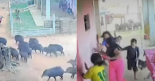 Imagem ilustrativa da notícia Vídeo: dezenas de porcos-do-mato invadem quintal e assustam família no Pará