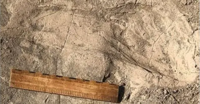 Imagem ilustrativa da notícia Pegadas de 1,4 milhão de anos revelam tamanho de ancestral humano