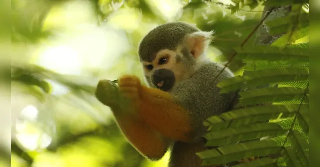 Imagem ilustrativa da notícia Bosque alerta para os riscos de alimentar os macacos do espaço