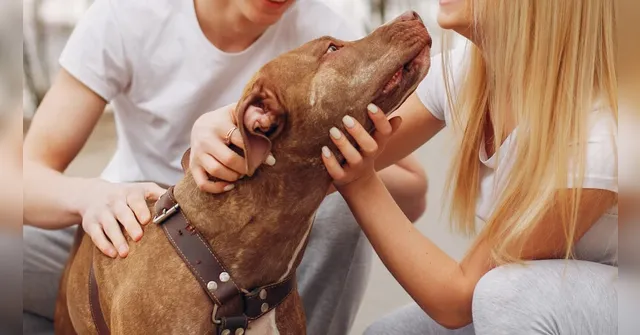 Imagem ilustrativa da notícia Guarda compartilhada de pets: entenda o que muda com a nova lei