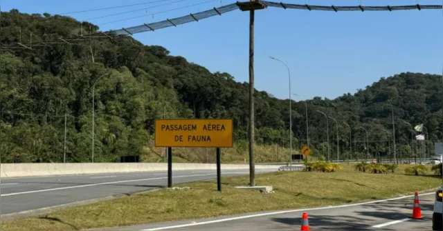 Imagem ilustrativa da notícia Vândalos abriram cerca e capivaras acessaram pista da Avenida Liberdade 