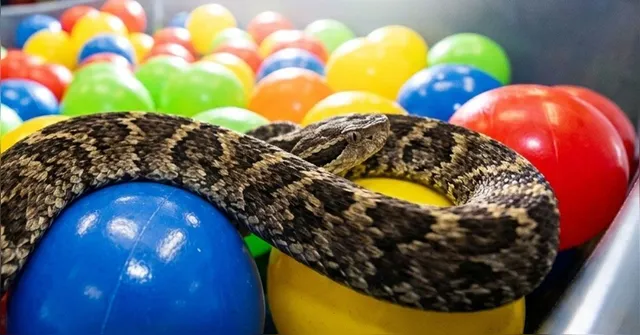Imagem ilustrativa da notícia Jararaca em piscina de bolinhas reacende alerta; como agir e buscar ajuda
