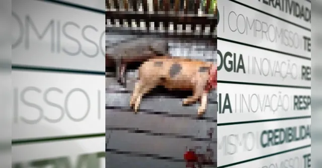 Imagem ilustrativa da notícia Porcos são mortos após ataque de onça em município do Marajó