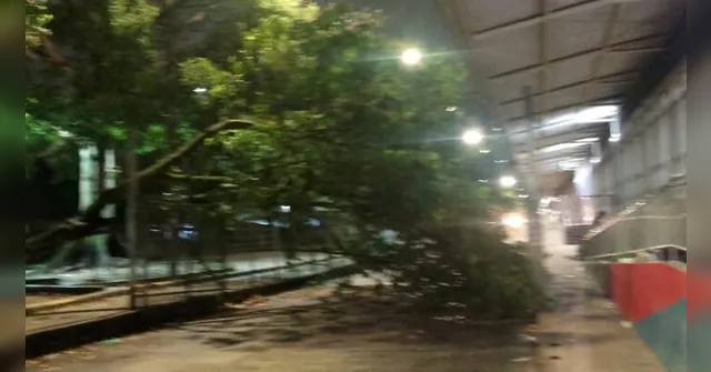 Imagem ilustrativa da notícia Árvore cai próximo a estação do BRT, em São Brás, e deixa vias interditadas